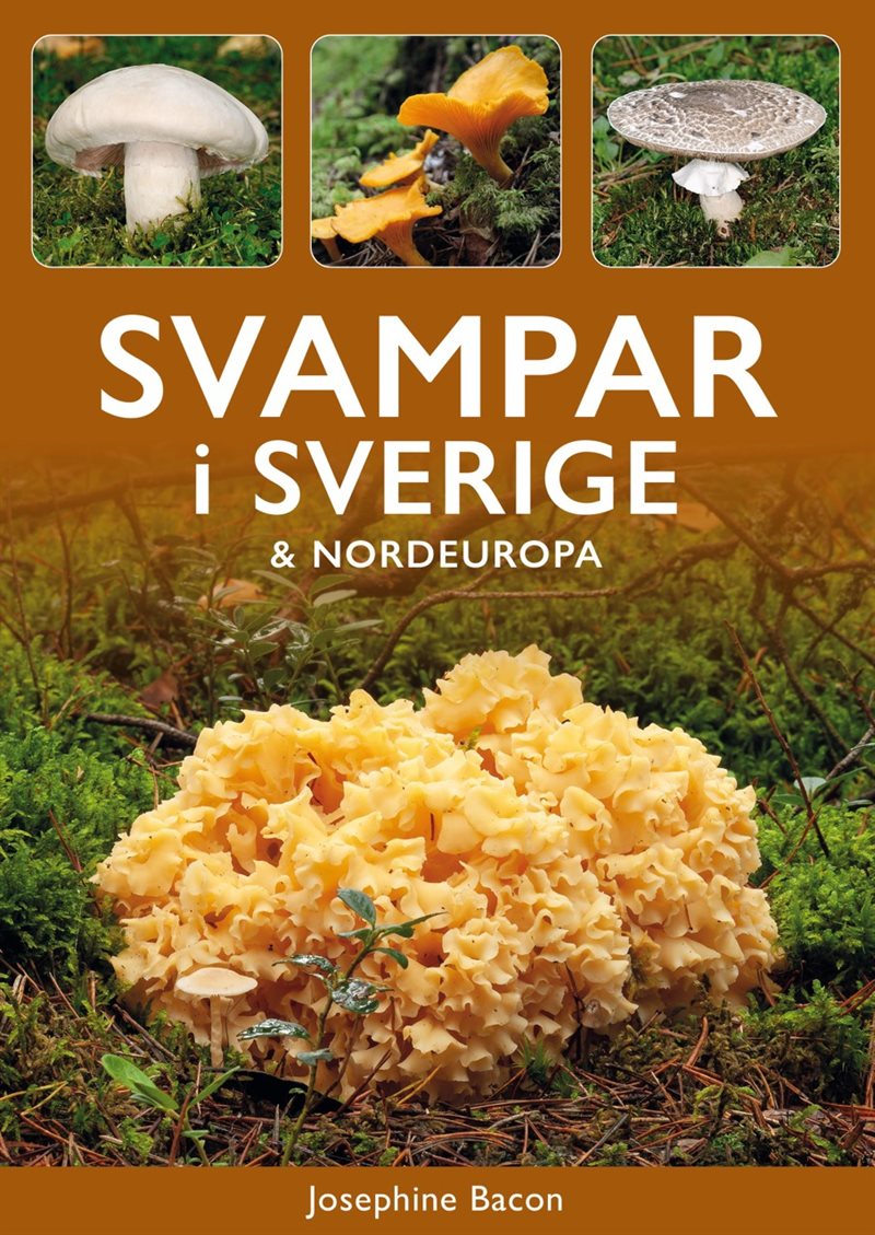 Svampar i Sverige & Nordeuropa